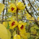 Chimonanthus praecox 2